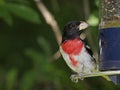 Feeding Red-Breasted Grosbeak Royalty Free Stock Photo