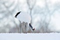 Feeding Red-crowned crane on the meadow, with snow storm, Hokkaido, Japan. Bird in habitat, winter scene with snowflakes. Snow dan Royalty Free Stock Photo