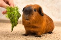 Feeding red Guinea pig with fresh dill Royalty Free Stock Photo