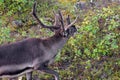 Feeding reindeer Royalty Free Stock Photo