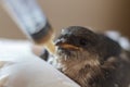 Feeding a rescued baby swallow with syringe