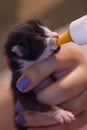 Feeding a rescued newborn kitten