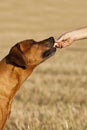 Feeding a Rhodesian Ridgeback dog