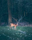 Feeding roe deer doe in agricultural field standing still. Royalty Free Stock Photo