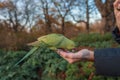 Feeding a Roseringed Parakeet by Hand in a Serene London Park. Royalty Free Stock Photo