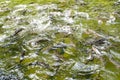 Feeding the salmon trouts cultured in trout farm reservoir, Germany.