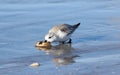 Feeding Sanderling Royalty Free Stock Photo