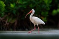 Feeding scene bird. White Ibis, Eudocimus albus, white bird with red bill in the water, feeding food in the lake, Mexico. Wil Royalty Free Stock Photo