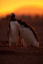 Feeding scene in the orange sunset. Young gentoo penguin beging food beside adult gentoo penguin. Young gentoo with parent. Open