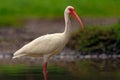 Feeding scene in the water bird. White Ibis, Eudocimus albus, white bird with red bill in the water, feeding food in the lake, Flo