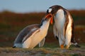 Feeding scene, wildlife scene from nature. Young gentoo penguin beging food beside adult gentoo penguin, Falkland Islands. Penguin