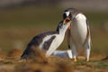 Feeding scene. Young gentoo penguin beging food beside adult gentoo penguin, Falkland Islands. Penguins in the grass. Young Royalty Free Stock Photo