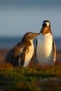 Feeding scene. Young gentoo penguin beging food beside adult gentoo penguin, Falkland. Penguins in the grass. Young gentoo with pa Royalty Free Stock Photo