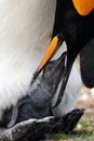 Feeding scene. Young king penguin beging food beside adult king penguin, Falkland. Penguins in the grass. Young bird with parent.