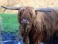 A feeding Scottish Highland Cattle looks into the camera.