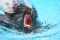 Sea lion catching a fish in aquarium