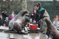 Feeding Sea Lions