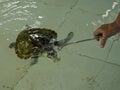 Feeding sea turtle from peanu in Kurakura Rescue Center, Nusa Penida, Indonesia