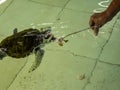 Feeding sea turtle from peanu in Kurakura Rescue Center, Nusa Penida, Indonesia