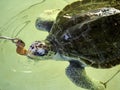 Feeding sea turtle from peanu in Kurakura Rescue Center, Nusa Penida, Indonesia