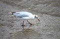 Feeding Seagull