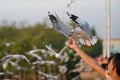 Feeding seagull