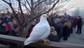 Feeding seagull walking on coastline, symbol of freedom and vacations generated by AI Royalty Free Stock Photo