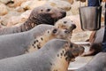 Feeding the seals