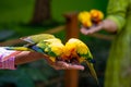 Feeding seeds to the Sun Parakeet in a indoor environment. Bird feeds by humans