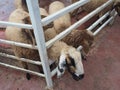 Feeding,Sheep chewing grass in farm
