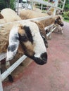 Feeding,Sheep chewing grass in farm