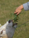 Feeding sheep