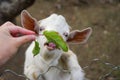 Feeding a white lamb leaf