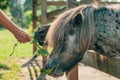 Feeding shetland pony horses at farm barn, close up of female hand feeding animals with lush grass Royalty Free Stock Photo