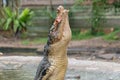 Feeding show at the crocodile farm Royalty Free Stock Photo