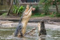 Feeding show with hungry aggressive crocodiles at mini zoo Royalty Free Stock Photo