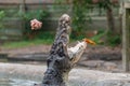 Feeding show with hungry crocodile at mini zoo Royalty Free Stock Photo