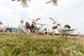 Feeding Silver Gull Close To Bondi Beach, Sydney, Australia. Flying Action. Wide Angle.