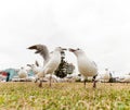 Feeding Silver Gull Close To Bondi Beach, Sydney, Australia. Two Birds Close Each Other.