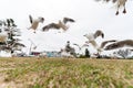 Feeding Silver Gull Doves In Bondi Beach, Sydney, Australia. Flying Action. Wide Angle.