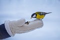 Feeding small tomtit in winter, bird care Royalty Free Stock Photo