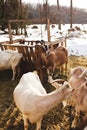 Feeding in snow-covered enclosure, Dairy goats on a small farm in Ontario, Canada. Royalty Free Stock Photo