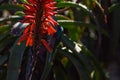 Feeding Southern Double-collared Sunbird Cinnyris chalybeus