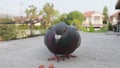 Feeding speed racing pigeon on home loft roor