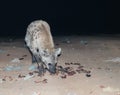 Feeding of spotted hyenas Harar, Ethiopia Royalty Free Stock Photo