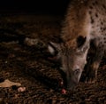 Feeding of spotted hyenas, Harar Ethiopia Royalty Free Stock Photo