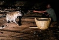 Feeding of spotted hyenas, Harar Ethiopia Royalty Free Stock Photo