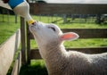 Feeding Spring Lamb with Bottle