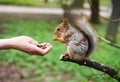 Feeding squirell in green park outdoor Royalty Free Stock Photo