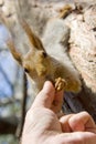 Feeding squirrel